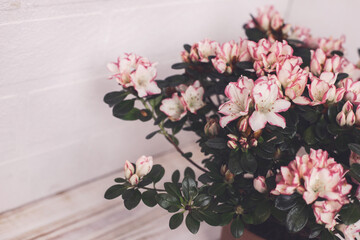 Naklejka na ściany i meble Azalea. Home flower. flowerpot. Pink and white flowers on a branch