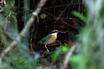 An Indian Pitta looking for its morning meal close to Wilpatthu national park in Sri Lanka