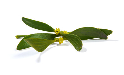 Viscum album, commonly known as European mistletoe, common mistletoe or simply as mistletoe, mistle. Isolated on white background.