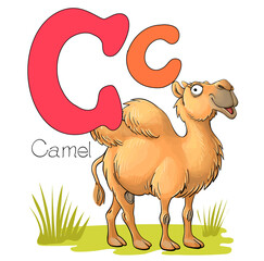 Vector illustration. Alphabet with animals. Large capital letter C with a picture of a bright cute camel