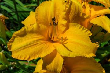 Orange flower daylily (Latin: Hemerocallis) grown in garden, closeup. Soft selective focus.