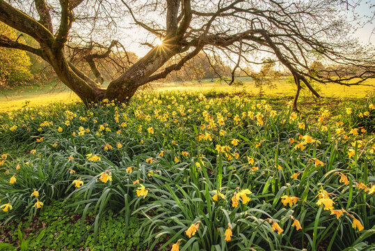 Field of Narcissus also know s a Daffodil in Chorleywood park, Hertfordshire, England 