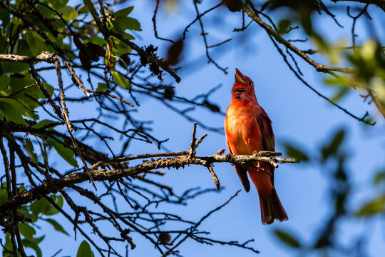 summer tanager resting