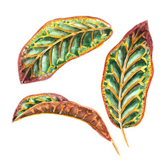 Colorful multicolor leaves of exotic tropical or jungle plant Codiaeum variegatum or Croton set. Watercolor hand drawn illustration, isolated on white background © dariaustiugova
