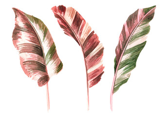 Colorful multicolor leaves of exotic tropical or jungle plant Ensete Ventricosum Maurelii Variegata. Watercolor hand drawn illustration, isolated on white background