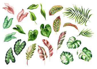 Colorful multicolor leaves of exotic tropical or jungle plants set, Watercolor hand drawn illustration, isolated on white background