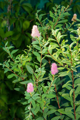 Spiraea salicifolia, of the family Rosaceae.