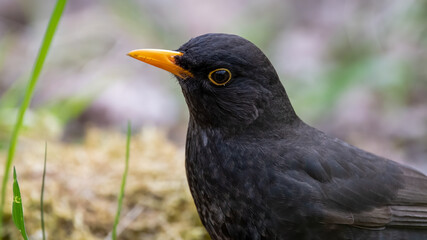 bird, amsel, natur, wild lebende tiere, black, tier, schnabel, star, 