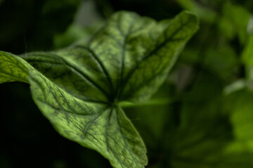 close up of green leaf