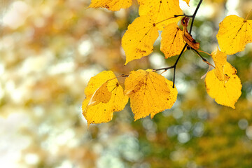 Autumn leaves. Linden branch with yellow leaves on a blurred background