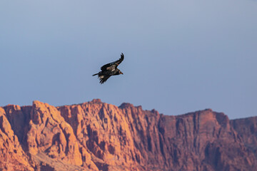 condor in flight