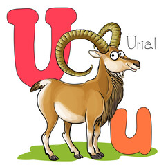Vector illustration. Alphabet with animals. Large capital U with a picture of a bright, cute urial.