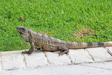 Big Mexican iguana ( black spiny-tailed iguana) walking on the green fresh grass in Playa del Carmen, Riviera Maya, Quintana Roo, Mexico. Exotic reptile, big lizard
