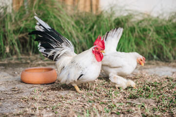 White hens and chick on rural yard in farm
