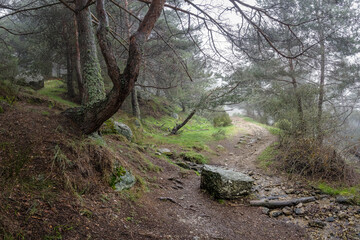 Fototapeta premium Path in the enchanted forest with intense foggy day and magical atmosphere.