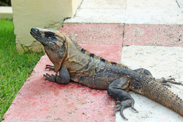 Big Mexican iguana ( black spiny-tailed iguana) laying on the paved road near green fresh grass in Playa del Carmen, Riviera Maya, Quintana Roo, Mexico. Exotic reptile, big lizard