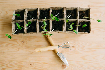 Sprouted cucumber seeds and small gardening equipment.