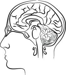 Brain or mind side view inside head line art vector icon for medical apps and websites