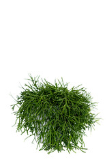 Green healthy succulent isolated on white background