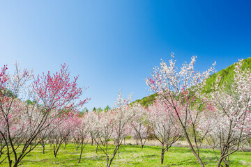 春の木曽駒高原　花桃の花