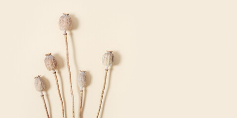 Dry poppy on beige color background. Poppy in buds. Minimal style aesthetic image