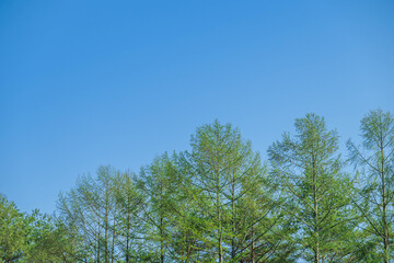 新緑の山のカラマツ　木曽駒高原