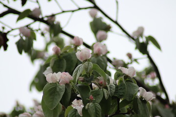 white magnolia flowers