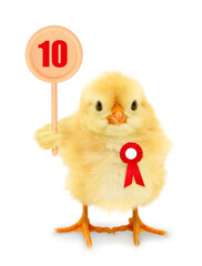 Cute chick jury judge with raised table assessment mark ten funny conceptual photo