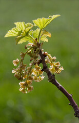 Backlit branch of blossoming Redcurrent with tiny green flowers  