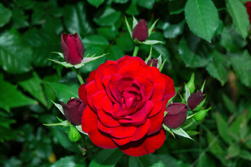 Bush red Rose close up on green leaves background. Selective focus, soft blurry background.