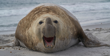 Large male Southern Elephant Seal (Mirounga leonina) during the breeding season on Sea Lion Island...