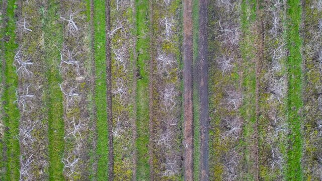 Row of trees in apple orchard in Rogow village in Brzeziny County, Lodzkie Voivodeship of Poland, 4k video