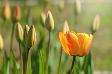 Group of beautiful Dutch yellow tulips. Springtime.
