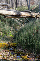 A fallen tree with dappled light on it falls across a valley of snake grass - Equisetum hyemale, leaves, moss and water