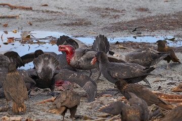 Fototapeta premium Mixed group of Southern Giant Petrel (Macronectes giganteus), Northern Giant Petrel (Macronectes halli) and Striated Caracara feeding on the carcass of a Southern Elephant Seal on Sea Lion Island