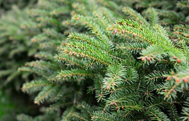 Green spruce branches close up