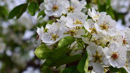 pear blossom in spring. tree blooms in spring. white flowers, pears in the garden. floral natural background. season of blooming gardens. close-up