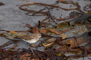 White-rumped Sandpiper (Calidris fuscicollis) feeding on the beach of Sea Lion Island in the Falkland Islands.