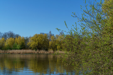 Fototapeta na wymiar Schöner Blick auf das andere Schilfrohr-Ufer am Teich 