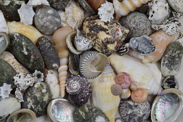 various seashells and stones on sand