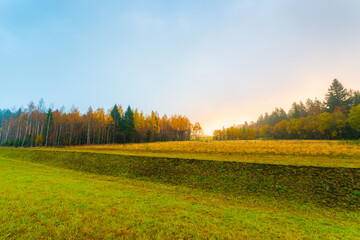 Fototapeta na wymiar Autumn coniferous forest. Sunrise. Autumn foggy morning. Clear sky. Russia, Europe. Beautiful nature.