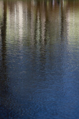 water reflects trees