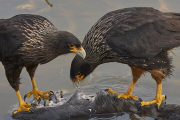 Striated Caracara (Phalcoboenus australis) feeding on the carcass of a Southern Elephant Seal pup (Mirounga leonina) on Sea Lion Island in the Falkland Islands.