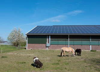 horse and ponies near barn with solar panels in the netherlands on sunny spring day © ahavelaar