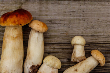 Freshly picked porcini mushrooms on rustic wooden table. Top view