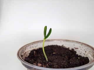 A small green sprout with two leaves grows in a round plastic container. Seedlings of cucumbers.