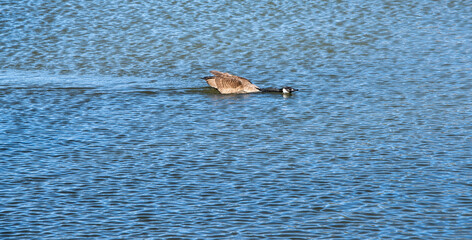 Fototapeta premium Canadian Goose Displaying Aggression
