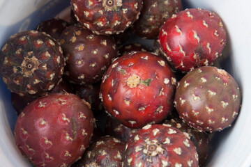 red cactus pitaya fruit. Stenocereus queretaroensis