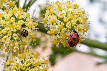 close-up ladybird on flower and grass in summer, red and black ladybug on green plants