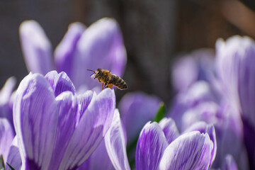 Honigbiene zwischen Krokusblüten